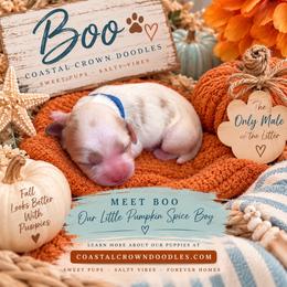 Boo - Cream male Goldendoodle puppy in Port Saint Lucie, Florida from Coastal Crown Doodles