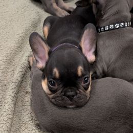 Amethyst - Black and tan female French Bulldog puppy in Springfield, Illinois from Paws n Claws Frenchies