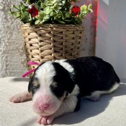 Blush - Black and white female Bernedoodle puppy in Moreno Valley, California from Ayy_Doodles