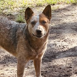 Australian Cattle Dogs from Overtime Cattle Dogs