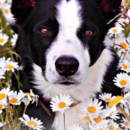 Border Collies from Suzanne's Border Collies