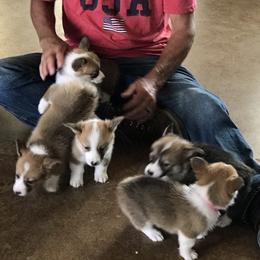 Pembroke Welsh Corgis from Arrowhead Corgis