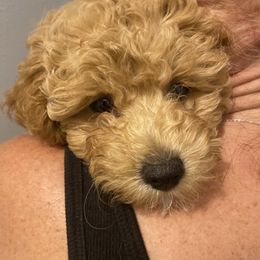 Annie - Apricot female Aussiedoodle puppy in Columbia, Kentucky from Burton's Precious Doodles