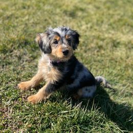 Paisley - Aussiedoodle