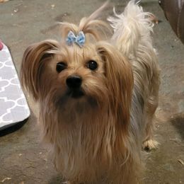 Sissy - Yorkshire Terrier