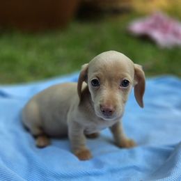 Girl 1 - Cream female Dachshund puppy in Grant, Michigan from Low Down Dashchuand
