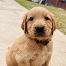 Ava - Dark golden female Golden Retriever puppy in Celina, Texas from Red-Dawn