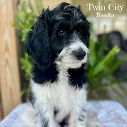 Green Collar - Parti female Goldendoodle puppy in Maryville, Tennessee from Twin City Doodles