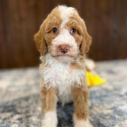 Patrick - Yellow and white male Bernedoodle puppy in Dundee, Ohio from Down Home Doodle