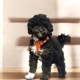 Sammy - Cavapoo