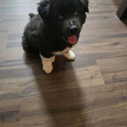 Toulouse - Black male Siberian Husky puppy in Richlands, North Carolina from Velaris Huskies
