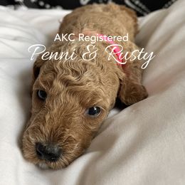 Pink Collar - Girl2 - Poodle puppy in Houston (Rosenberg Area), Texas from Danielle's Poodles
