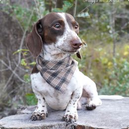 OAKLEY - Dachshund