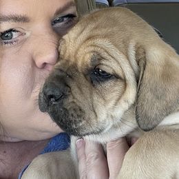 Cane Corso from Mathis Lake Cane Corso