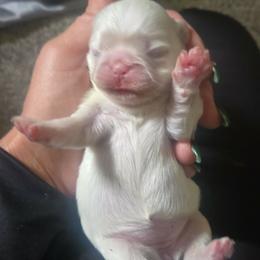 Lucky - White female Pekingese puppy in Brown City, Michigan from Sweet Pekes
