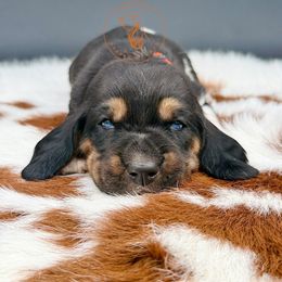 Hans Solo - Black white and brown male Basset Hound puppy in Konawa, Oklahoma from Circle H Basset Hounds