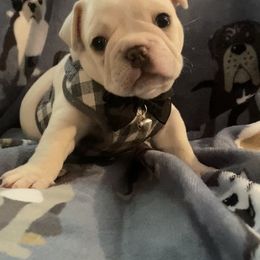 French Bulldog Puppies from Lola’s Frenchies