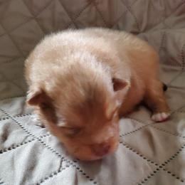 Oliver - Orange male Pomeranian puppy in Bellevue, Iowa from Fluffy Wonders Poms and Doodles
