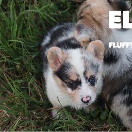 Ellie - Blue merle and white female American Corgi puppy in Stilwell, Oklahoma from Barton Farms Corgis