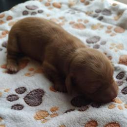 Remy - Sable female Dachshund puppy in Marshall, Texas from Wilson's Kennels