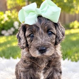 Truffle - Merle female Cockapoo puppy in Peoria, Arizona from Cactus Doods