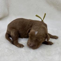 Boy 5 - male Goldendoodle puppy in Casselberry, Florida from My Little Doodle