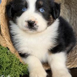 Fisher-has tail-many videos - Black tri-color male Australian Shepherd puppy in Troy, South Carolina from Australian Shepherds of 3/W Farms