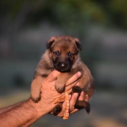 Orange - Sable female German Shepherd puppy in Cherryville, North Carolina from Masky Kennel