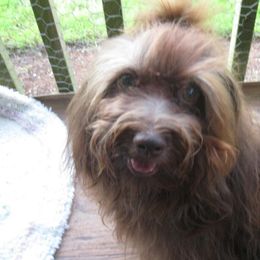 Havanese All Grown Up from Harmony Havanese