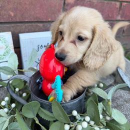 Lola - Cream female Dachshund puppy in Keota, Oklahoma from Skyview Doxie Ranch
