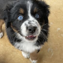 Miniature Australian Shepherd Puppies from Rebel Creek Mini Aussies
