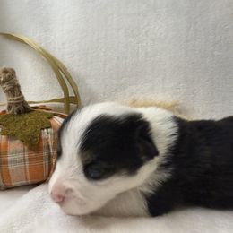 Boy 1 - Black and white male American Corgi puppy in Scottown, Ohio from Wyndy Ridge Corgis