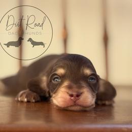 Boy 1 - Chocolate and cream male Dachshund puppy in Town Creek, Alabama from Dirt Road Dachshunds