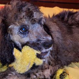 Poodle Puppies from White Comet Poodles