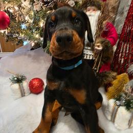 Blue - Black and rust male Doberman Pinscher puppy in Anderson, Indiana from Legendary Kennels