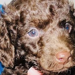 Boy 2 - Poodle puppy in Miami Dade County, Florida from RoyalPaws_Miami