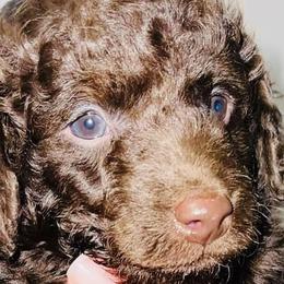 Boy 2 - Poodle puppy in Miami Dade County, Florida from RoyalPaws_Miami