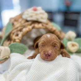 Cypress - Red  male Goldendoodle puppy in Sulphur, Louisiana from Curly Q’s Of Carlyss