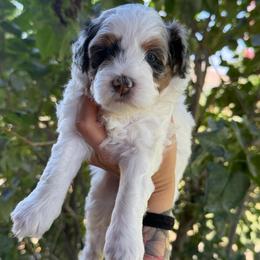 Denali - Merle female Bernedoodle puppy in Horseshoe Bend, Idaho from Over the Moon Poodles and Doodles