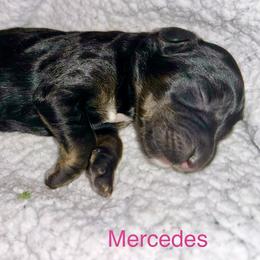 Mercedes - Phantom female Bernedoodle puppy in Ankeny, Iowa from Bernedoodlesbest