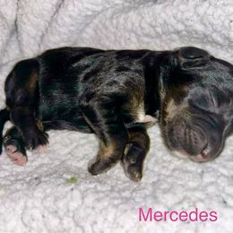 Mercedes - Phantom female Bernedoodle puppy in Ankeny, Iowa from Bernedoodlesbest