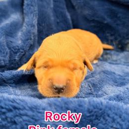 Hot pink - Dark golden female Golden Retriever puppy in Salt Lake City, Utah from Soaring golden retrievers