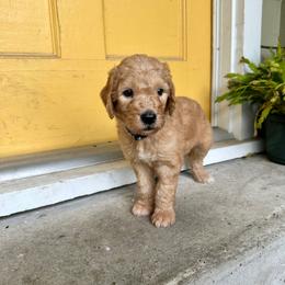 Nugget - Apricot male Goldendoodle puppy in Montgomery, Texas from Dacus Doodles
