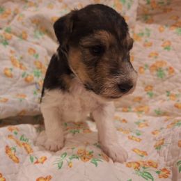 Sir Percival - White black and tan male Wire Fox Terrier puppy in Lancaster, Missouri from Missouri Meadows Farm