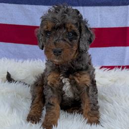 Cooper - Merle male Goldendoodle puppy in Spokane, Washington from Goldendoodles on the Prairie