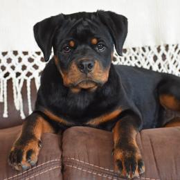 Tiara - Black and mahogany female Rottweiler puppy in Catawissa, Pennsylvania from Sharp Ridge Rottweilers
