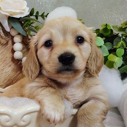 Dachshunds from UGG Ranch