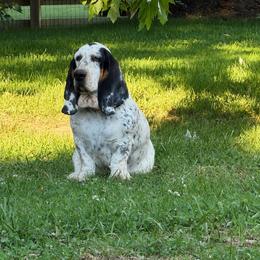 Hunny - Basset Hound