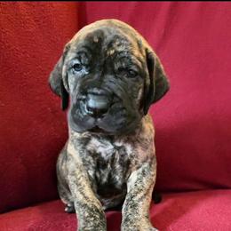 Gigi - Brindle female Great Dane puppy in Port Clinton, Ohio from LakeSide Danes