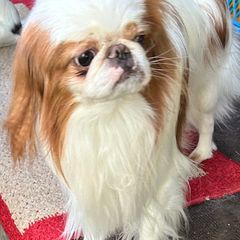 Japanese Chin Puppies from CindyLynnsChins